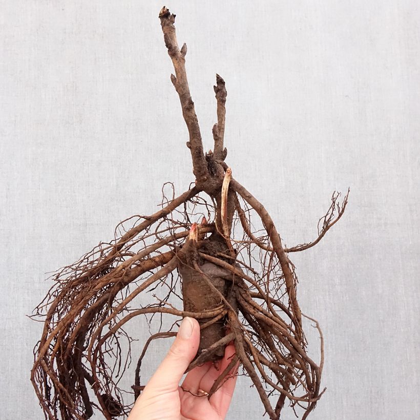 Paeonia x suffruticosa Camouflage - Tree peony Bare root 3-5 eyes sample as delivered in winter