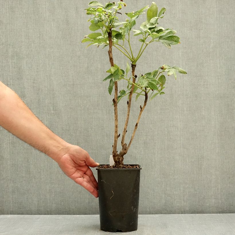 Paeonia suffruticosa Fen He Piao Jiang - Tree Peony 2L/3L pot sample as delivered in summer