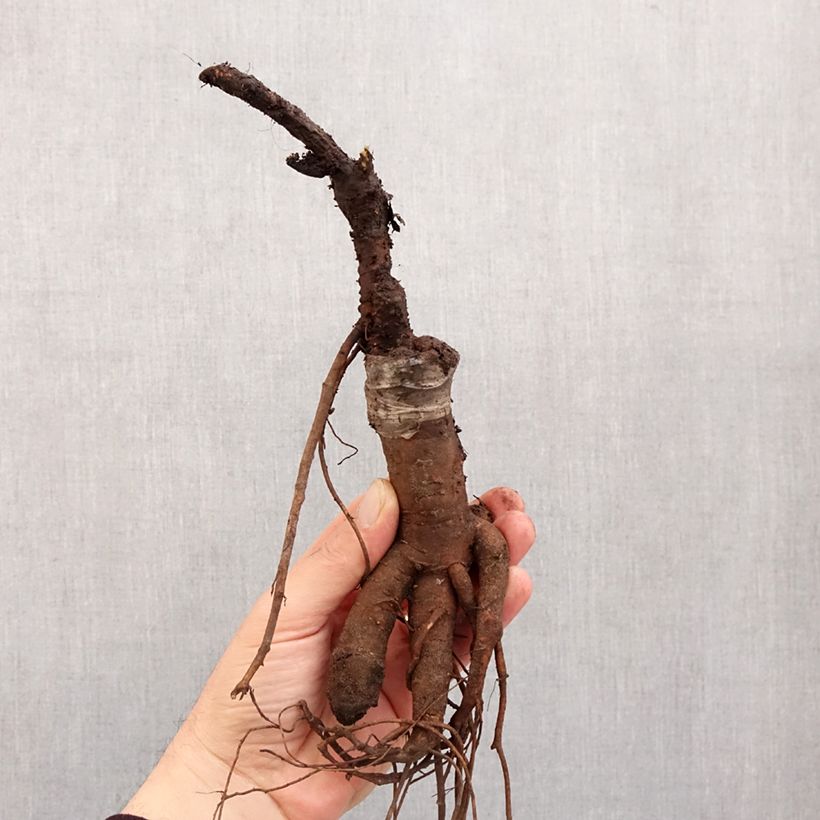 Paeonia suffruticosa Jin Ge Bare root 3-5 eyes sample as delivered in winter