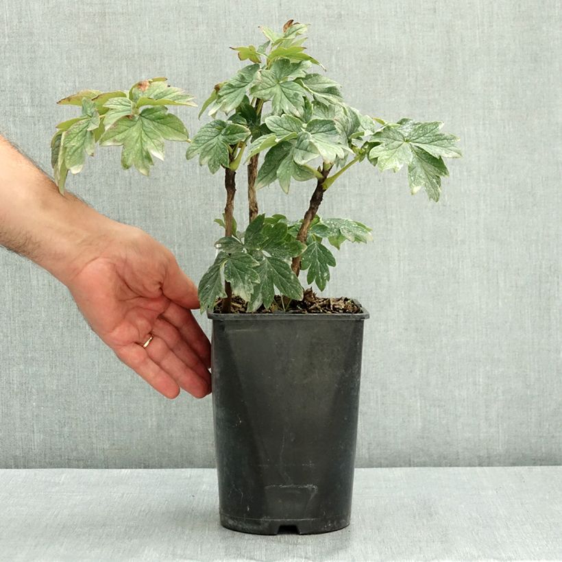 Paeonia suffruticosa Luo Yang Hong 2L/3L pot sample as delivered in summer