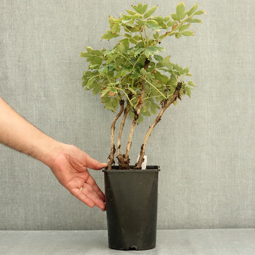 Pivoine arbustive Rou Fu Rong - Paeonia suffruticosa Pot de 2L/3L sample as delivered in summer