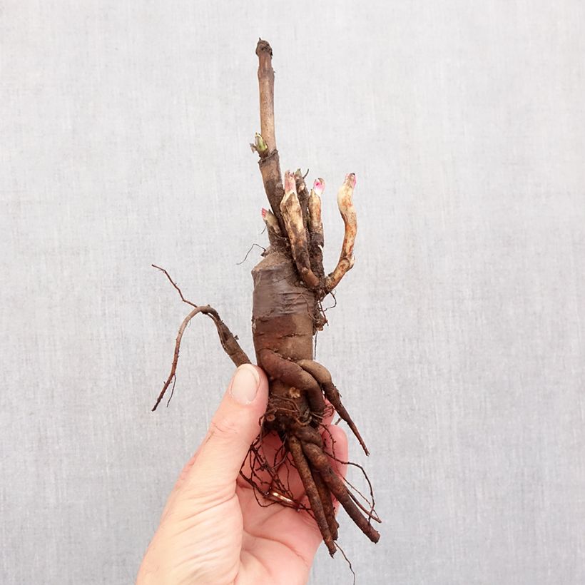 Paeonia suffruticosa Rou Fu Rong Bare root 3-5 eyes sample as delivered in winter
