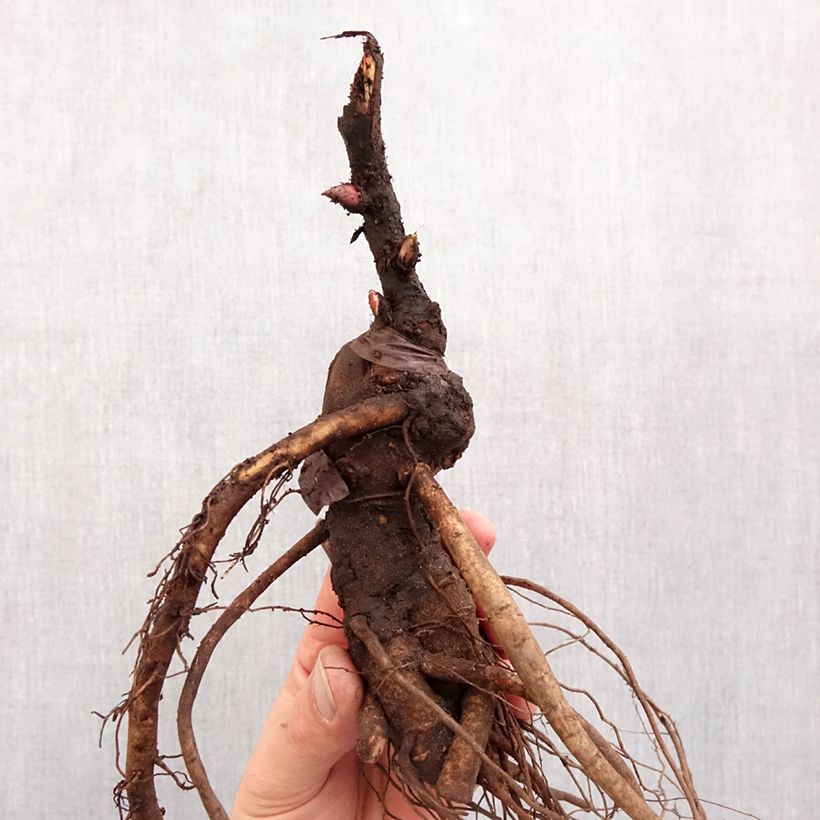 Paeonia x suffruticosa The Best Inkstone - Tree peony Bare root 3-5 eyes sample as delivered in winter