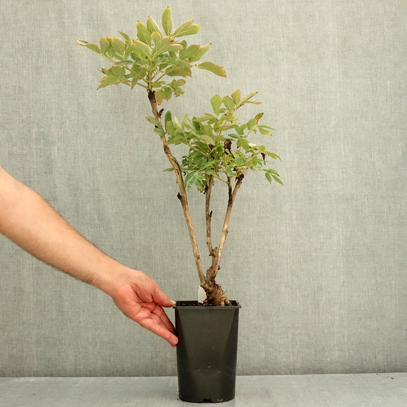 Pivoine arbustive Xue Ta - Paeonia suffruticosa Pot de 2L/3L sample as delivered in summer