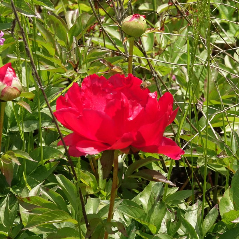 Paeonia peregrina lactiflora Blaze (Flowering)