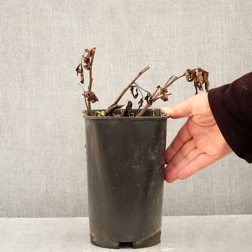 Paeonia lactiflora Claire de Lune 3L/4L pot sample as delivered in autumn