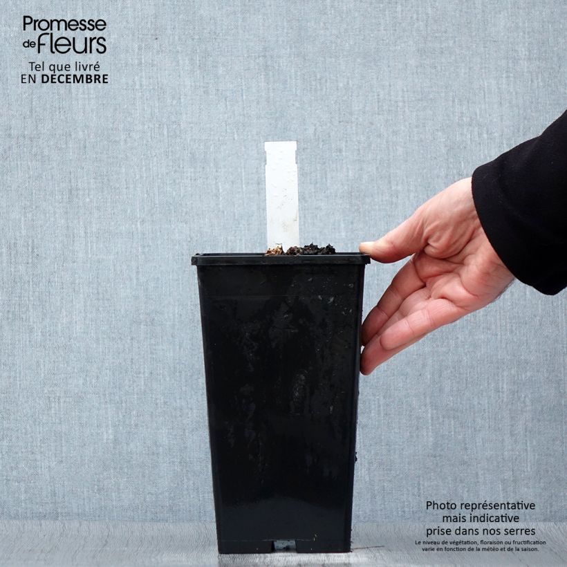 Paeonia lactiflora Coral Sunset - Garden Peony 3L/4L pot sample as delivered in winter