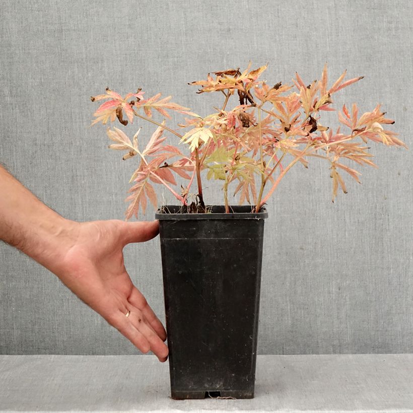 Paeonia emodi Late Windflower 3L/4L pot sample as delivered in autumn