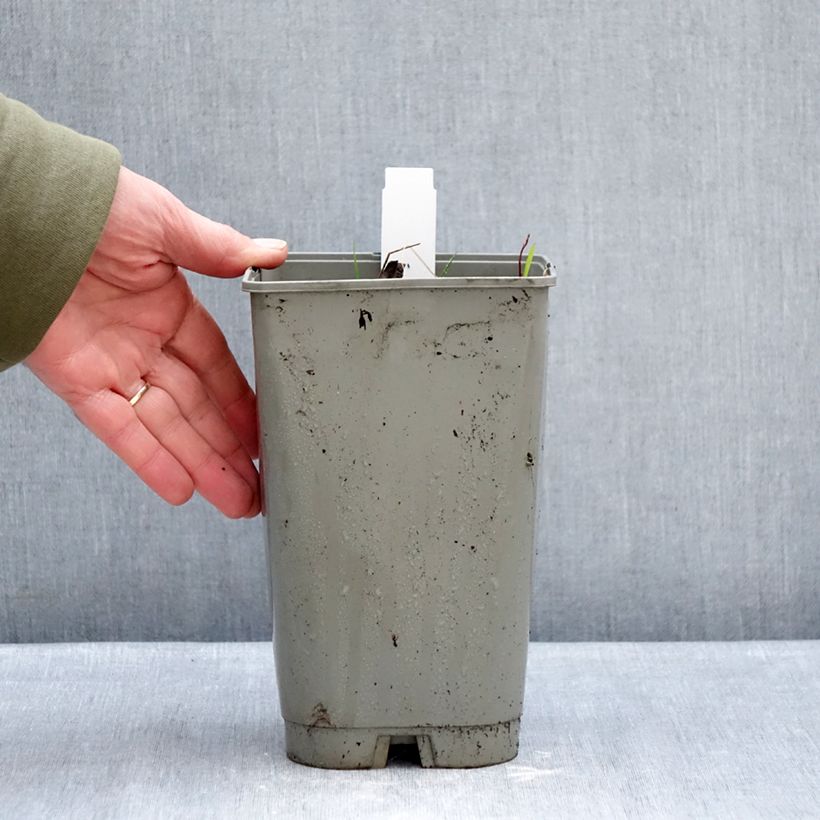 Paeonia emodi Late Windflower 3L/4L pot sample as delivered in winter