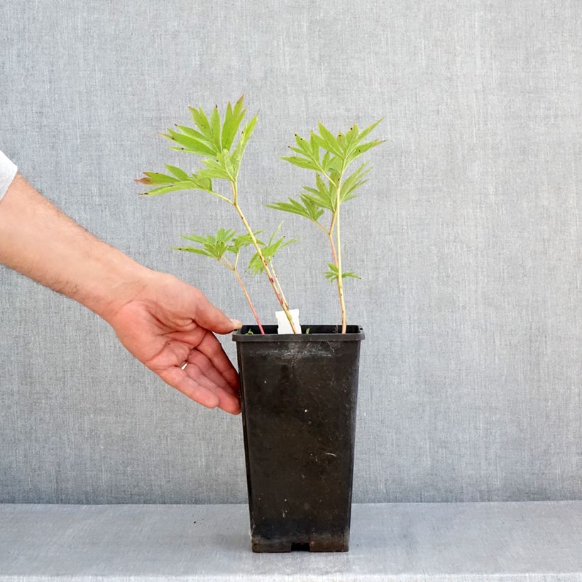 Paeonia emodi Late Windflower 3L/4L pot sample as delivered in spring