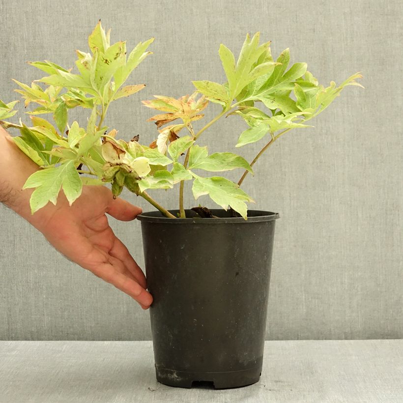 Paeonia Itoh Bartzella - Itoh Peony 7.5L/10L pot sample as delivered in summer