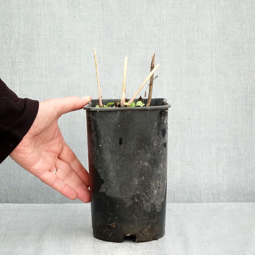 Paeonia x Itoh Callie's Memory 3L/4L pot sample as delivered in autumn