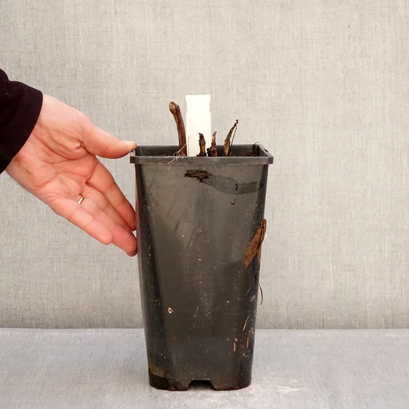 Paeonia x Itoh Callie's Memory 3L/4L pot sample as delivered in winter