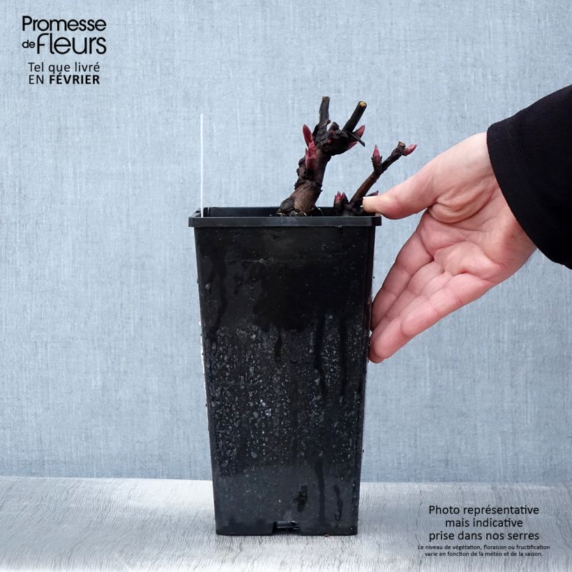 Paeonia Itoh Canary Brilliant - Itoh Peony 3L/4L pot sample as delivered in winter