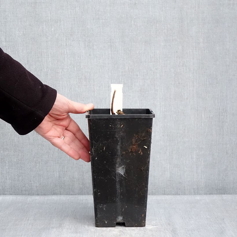 Paeonia Itoh Garden Treasure 4L/5L pot sample as delivered in winter