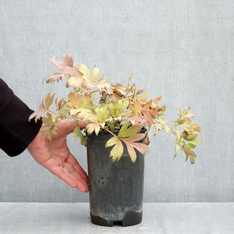 Paeonia Itoh Hillary 3L/4L pot sample as delivered in autumn