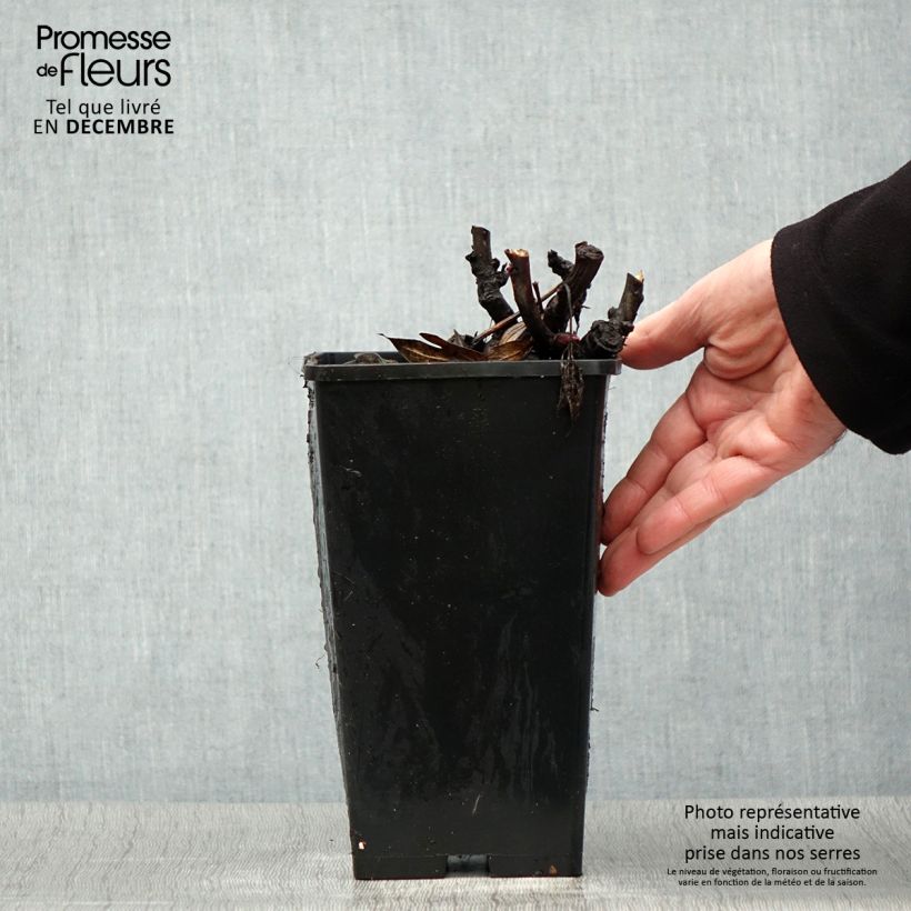 Paeonia Itoh Julia Rose 2L/3L pot sample as delivered in winter