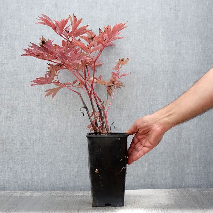 Paeonia Itoh Julia Rose 2L/3L pot sample as delivered in autumn