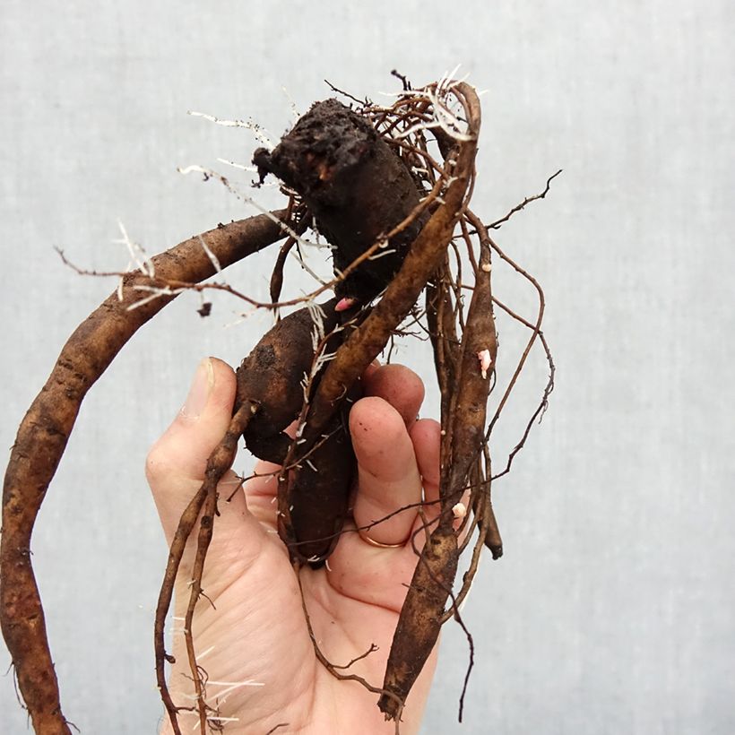 Paeonia Itoh Julia Rose Bare root 3-5 eyes sample as delivered in winter