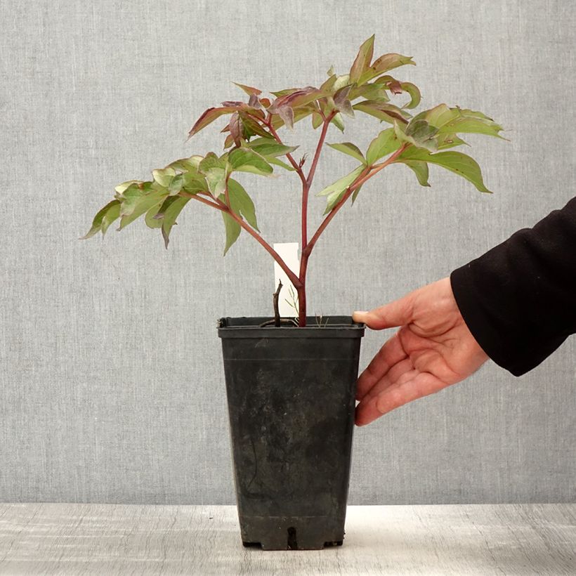 Paeonia Itoh Morning Lilac - Itoh Peony 3L/4L pot sample as delivered in spring