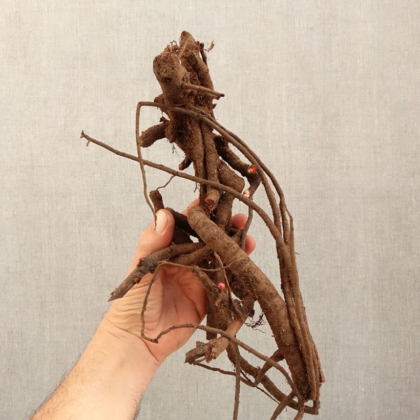 Paeonia Itoh Old Rose Dandy Bare root 3-5 eyes sample as delivered in winter