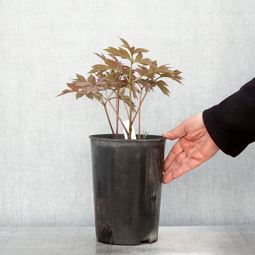 Paeonia Itoh Pastel Splendour 2L/3L pot sample as delivered in spring