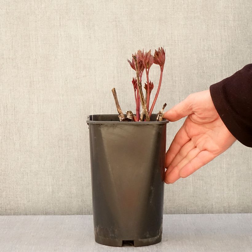 Paeonia x Itoh Scarlet Heaven 2L/3L pot sample as delivered in spring