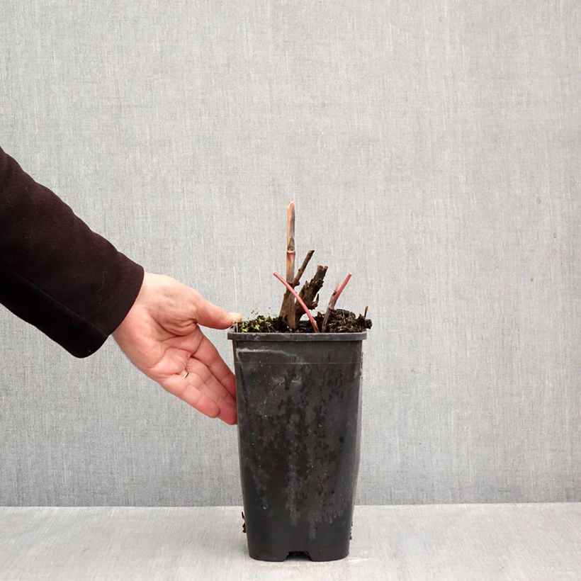 Paeonia Itoh Viking Full Moon 3L/4L pot sample as delivered in autumn