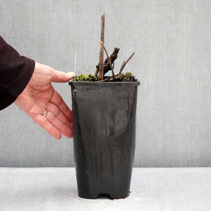 Paeonia Itoh Viking Full Moon 3L/4L pot sample as delivered in winter