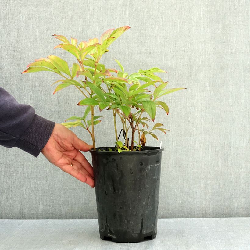 Pivoine lactiflora Adolphe Rousseau Pot de 3L/4L sample as delivered in summer