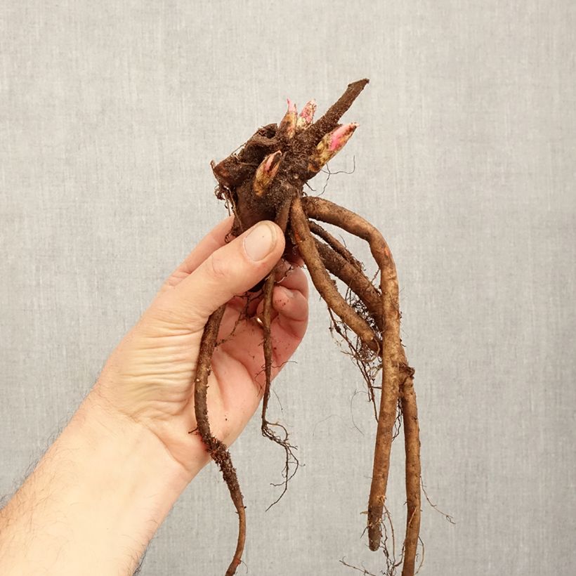 Paeonia lactiflora Adolphe Rousseau Bare root 3-5 eyes sample as delivered in winter