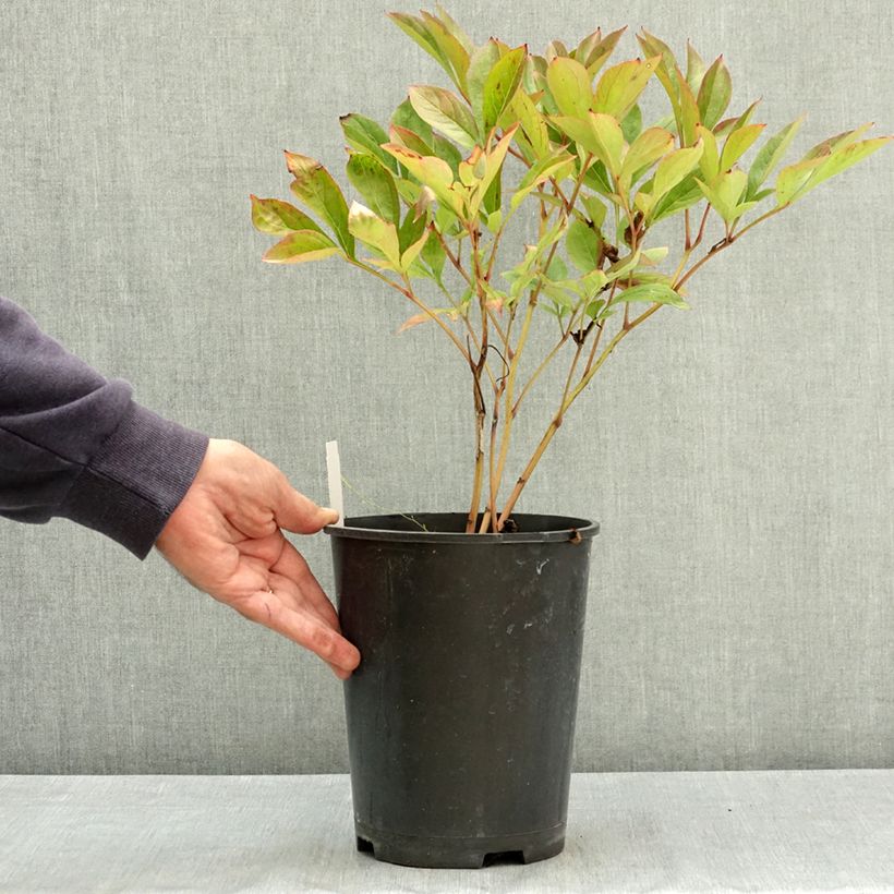 Paeonia lactiflora Amabilis 3L/4L pot sample as delivered in summer