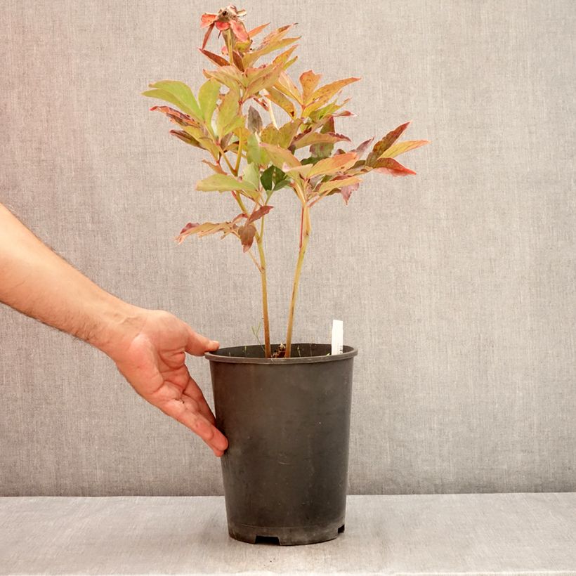 Paeonia lactiflora Boule de Neige 3L/4L pot sample as delivered in summer