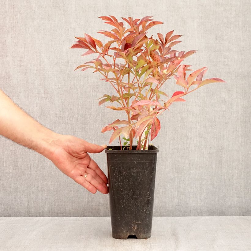 Paeonia lactiflora Bouquet Perfect 3L/4L pot sample as delivered in summer
