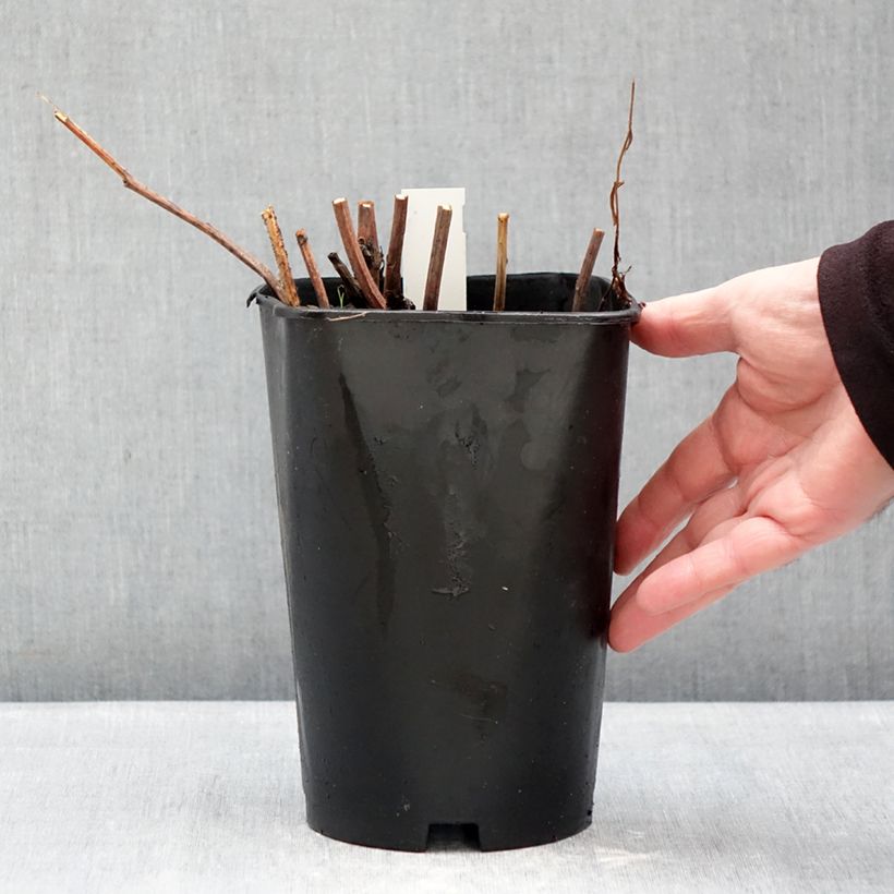 Paeonia lactiflora Bouquet Perfect 3L/4L pot sample as delivered in winter