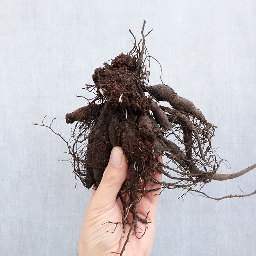 Paeonia lactiflora Buckeye Belle Bare root 3-5 eyes sample as delivered in winter