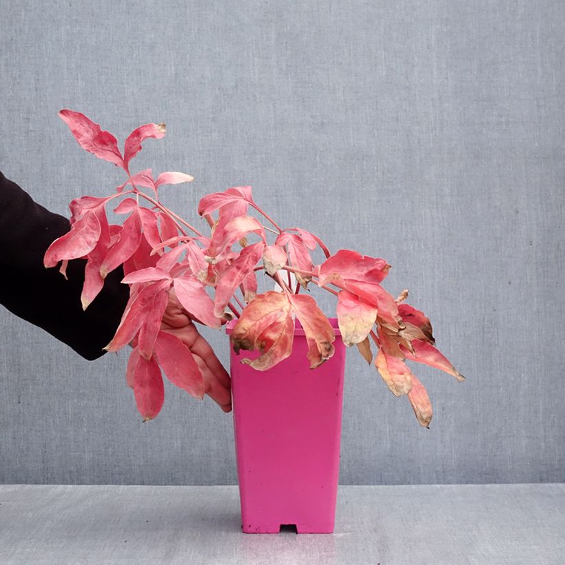 Paeonia x lactiflora Carl G. Klehm - Chinese Peony 4L/5L pot sample as delivered in autumn