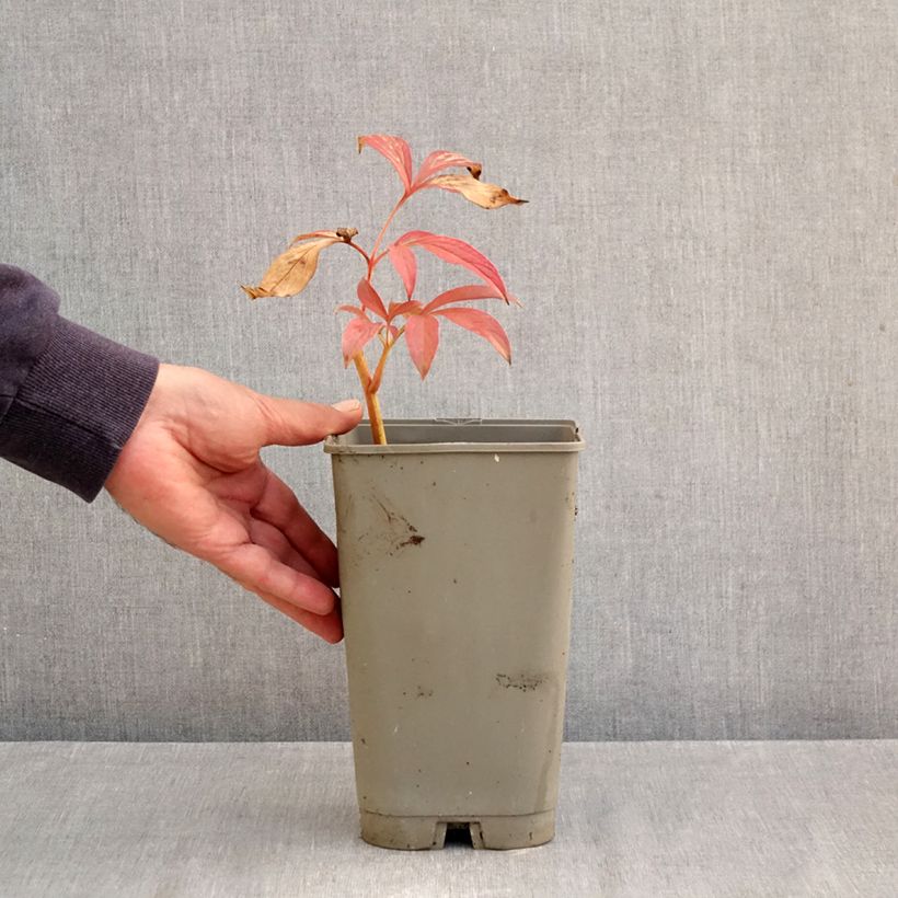 Paeonia lactiflora Chiffon Parfait 3L/4L pot sample as delivered in autumn