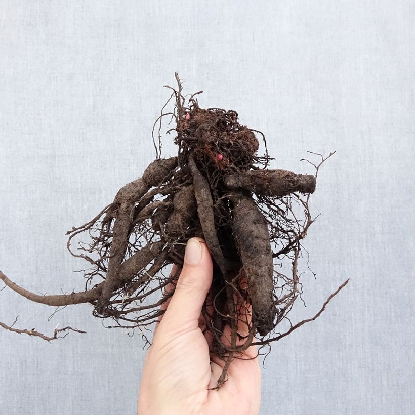 Paeonia lactiflora Command Performance Bare root 3-5 eyes sample as delivered in winter