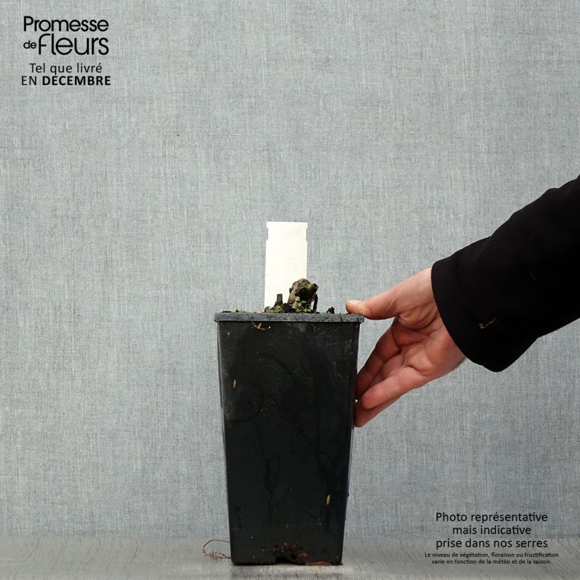 Paeonia lactiflora Coral Charm 3L/4L pot sample as delivered in winter