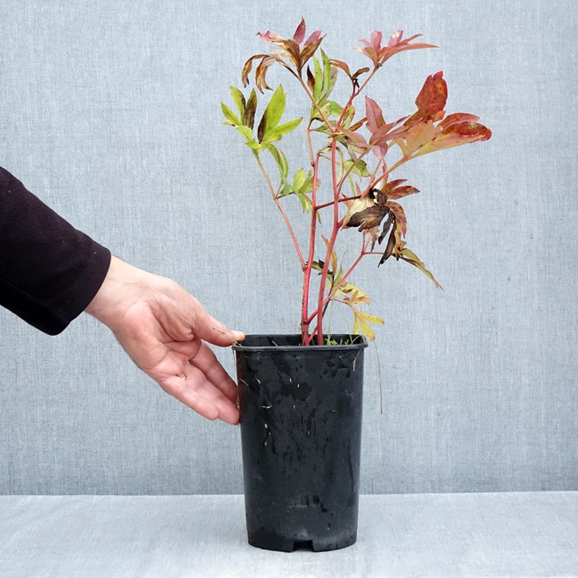 Paeonia lactiflora Coral Charm 3L/4L pot sample as delivered in autumn