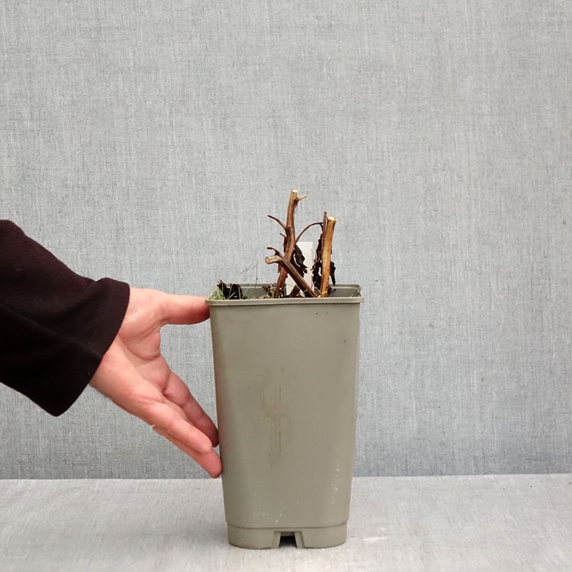 Paeonia lactiflora Cytherea 3L/4L pot sample as delivered in autumn