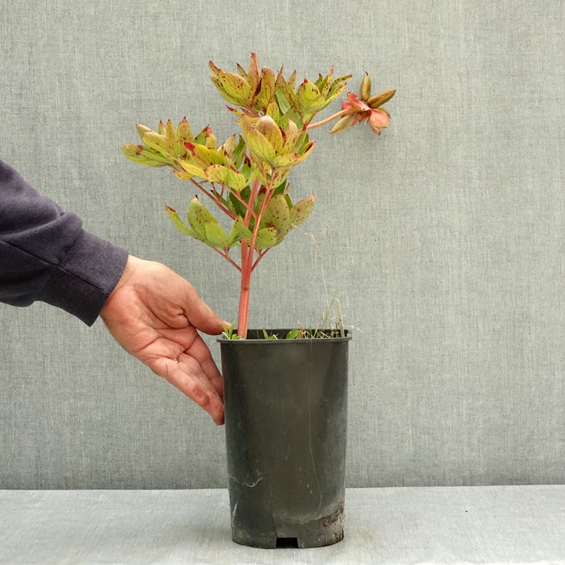Paeonia lactiflora Diana Parks 3L/4L pot sample as delivered in summer