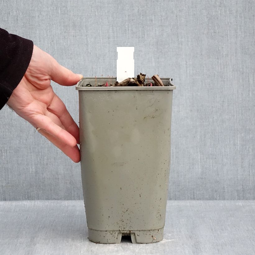 Paeonia lactiflora Diana Parks 3L/4L pot sample as delivered in winter