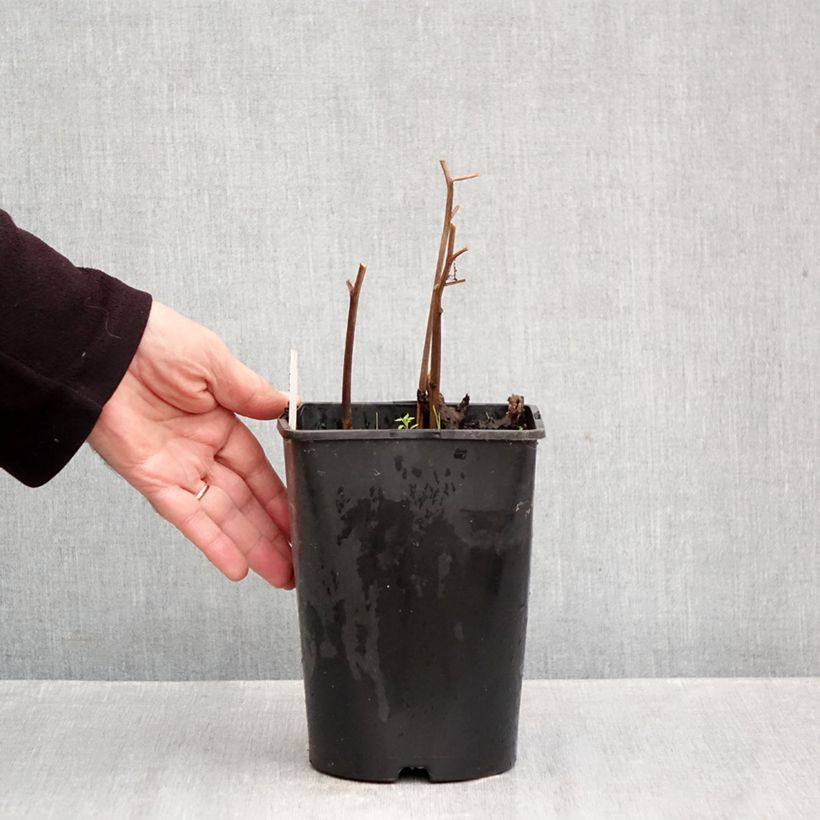 Paeonia lactiflora Do Tell 3L/4L pot sample as delivered in autumn