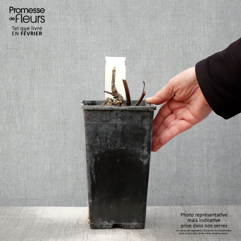 Paeonia lactiflora Doreen 3L/4L pot sample as delivered in winter