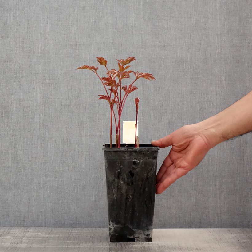 Paeonia lactiflora Doreen 3L/4L pot sample as delivered in spring