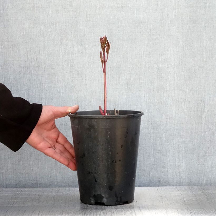 Paeonia lactiflora Dr Alexander Fleming 3L/4L pot sample as delivered in spring