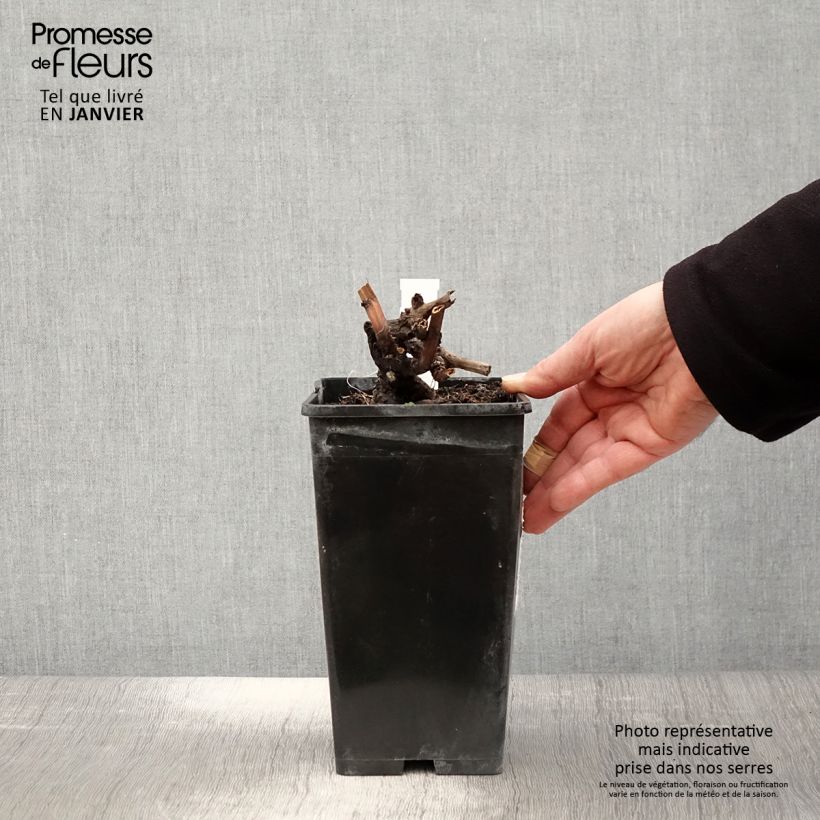 Paeonia lactiflora Edulis Superba 3L/4L pot sample as delivered in winter