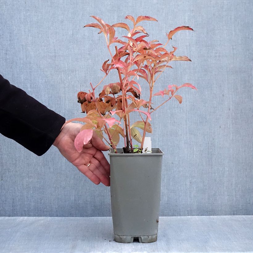 Paeonia lactiflora Fantastic 3L/4L pot sample as delivered in autumn